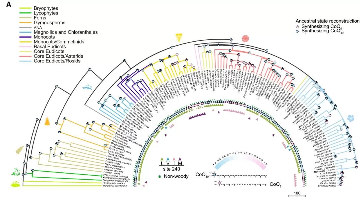 A time-calibrated molecular phylogeny of 134 land plants with marginal ancestral state reconstruction (ASR) of CoQ10 or CoQ9 states